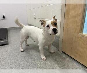 Bulldog-Unknown Mix Dogs for adoption in Fort Collins, CO, USA