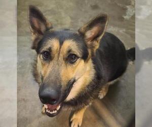 German Shepherd Dog Dogs for adoption in Woodstock, IL, USA