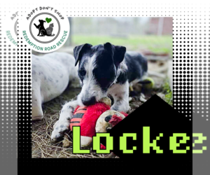 Mutt Dogs for adoption in Crystal, MN, USA