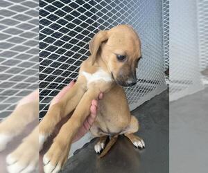 Chihuahua Dogs for adoption in Bakersfield, CA, USA