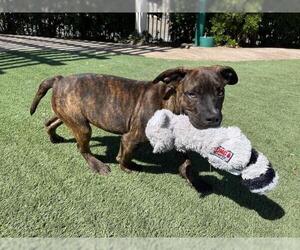 Mastiff Dogs for adoption in Corona, CA, USA