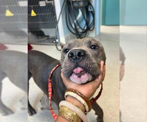 American Staffordshire Terrier Dogs for adoption in Tallahassee, FL, USA