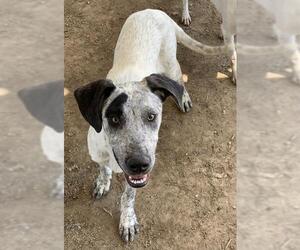Mutt Dogs for adoption in Riverside, CA, USA