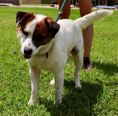 Small Border Collie Mix