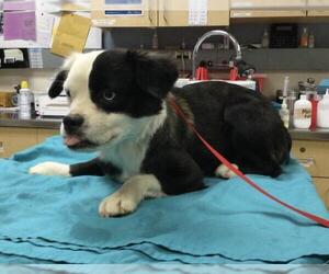 Mutt Dogs for adoption in Riverside, CA, USA