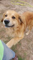 Golden Pyrenees Dogs for adoption in boulder, CO, USA