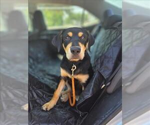 Labrador Retriever Dogs for adoption in Conroe, TX, USA