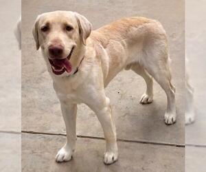 Labrador Retriever Dogs for adoption in Tucson, AZ, USA