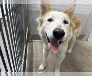 Siberian Husky Dogs for adoption in San Bernardino, CA, USA