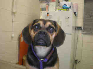 Puggle Dogs for adoption in Peoria, IL, USA