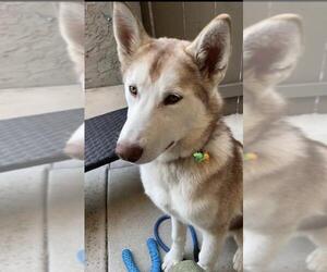 Alusky Dogs for adoption in La Mesa, CA, USA