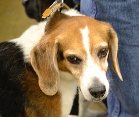 Beagle Dogs for adoption in Rolling Meadows, IL, USA