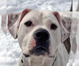American Bulldog Dogs for adoption in Framingham, MA, USA