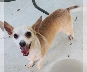 Chihuahua Dogs for adoption in Baileyton, AL, USA