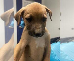 American Pit Bull Terrier-Unknown Mix Dogs for adoption in Bakersfield, CA, USA