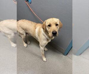 Labrador Retriever-Unknown Mix Dogs for adoption in Las Vegas, NV, USA