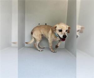 Beagle-Unknown Mix Dogs for adoption in Houston, TX, USA