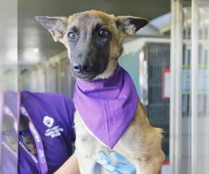 Mutt Dogs for adoption in San Antonio, TX, USA