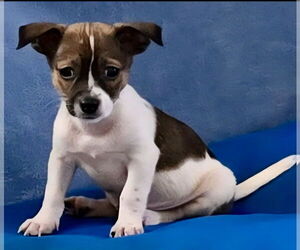 Chihuahua-Unknown Mix Dogs for adoption in Royal Palm Beach, FL, USA