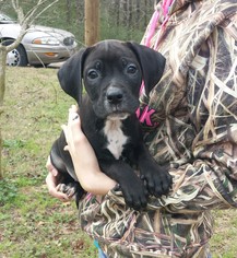 Medium Photo #1 Black Mouth Cur-Labrador Retriever Mix Puppy For Sale in Livingston, TX, USA