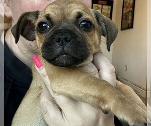 Pug Dogs for adoption in Studio City, CA, USA
