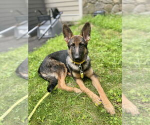 Medium Photo #4 German Shepherd Dog-Unknown Mix Puppy For Sale in Brewster, NY, USA
