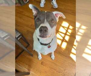 American Staffordshire Terrier-Unknown Mix Dogs for adoption in Overland Park, KS, USA