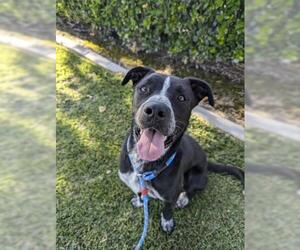 American Pit Bull Terrier-Unknown Mix Dogs for adoption in Redlands, CA, USA