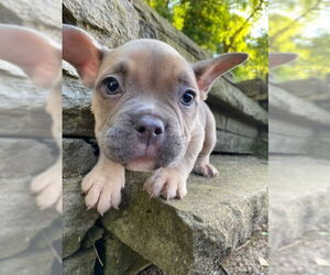 French Bulldog-Unknown Mix Dogs for adoption in Springdale, PA, USA