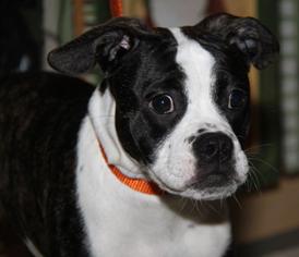 Medium Photo #1 Boston Terrier-Boxer Mix Puppy For Sale in Livonia, MI, USA