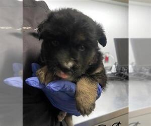 Medium Photo #2 German Shepherd Dog-Unknown Mix Puppy For Sale in Houston, TX, USA