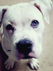 American Bulldog Dogs for adoption in National Listings, MO, USA