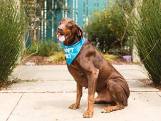 Doberman Pinscher Dogs for adoption in Pacific Grove, CA, USA