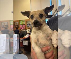 Chihuahua-Unknown Mix Dogs for adoption in Burbank, CA, USA
