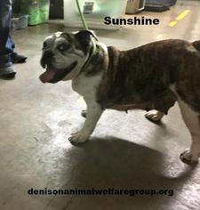 Bulldog Dogs for adoption in Denison, TX, USA