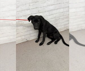 Labrador Retriever-Unknown Mix Dogs for adoption in San Bernardino, CA, USA