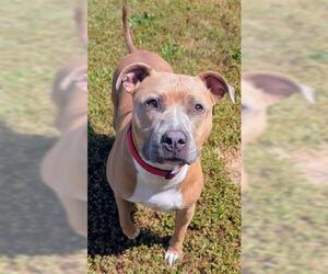 Mutt Dogs for adoption in Akron, OH, USA