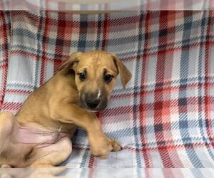 American Pit Bull Terrier-Labrador Retriever Mix Dogs for adoption in HESPERIA, CA, USA