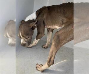 American Bulldog-Unknown Mix Dogs for adoption in Augusta, GA, USA