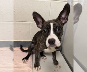 American Pit Bull Terrier Dogs for adoption in Glen Allen, VA, USA