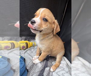 Medium Photo #4 Labrador Retriever-Unknown Mix Puppy For Sale in Tarrytown, GA, USA