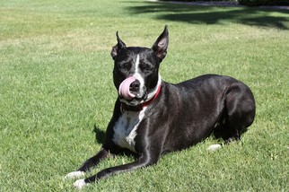 Bullboxer Pit Dogs for adoption in Chandler, AZ, USA