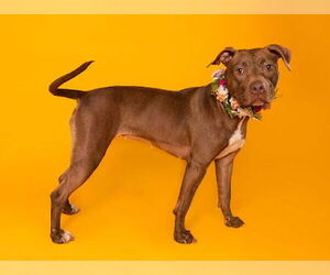 American Staffordshire Terrier-Unknown Mix Dogs for adoption in Grand Prairie, TX, USA