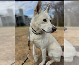 Huskies -white german shepherd Mix Dogs for adoption in Euless, TX, USA