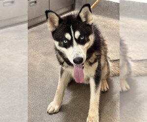 Siberian Husky Dogs for adoption in Forestville, MD, USA