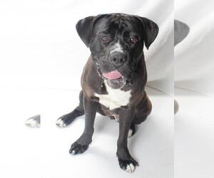 American Pit Bull Terrier-Unknown Mix Dogs for adoption in Burbank, CA, USA