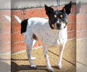 Jack-Rat Terrier Dogs for adoption in Brighton, TN, USA
