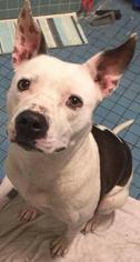 American Pit Bull Terrier-Unknown Mix Dogs for adoption in Tampa , FL, USA