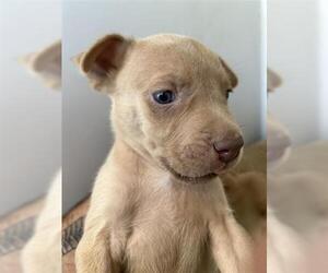 Labrador Retriever-Unknown Mix Dogs for adoption in Houston, TX, USA