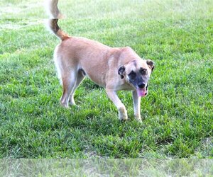 Anatolian Shepherd-Unknown Mix Dogs for adoption in Holly Hill, SC, USA